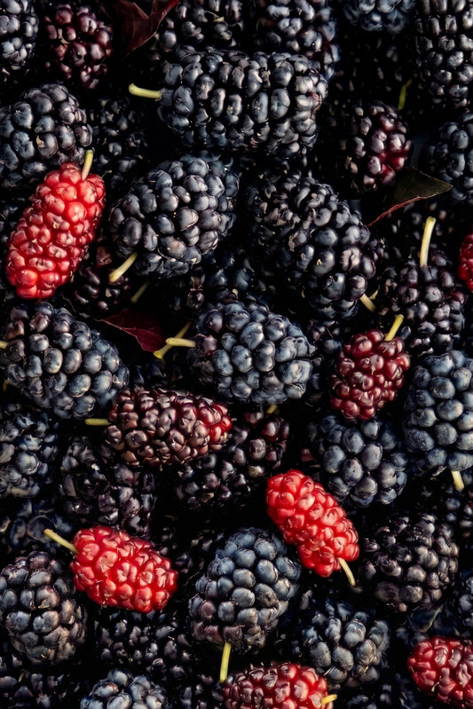 Karadut Özü (950 g)