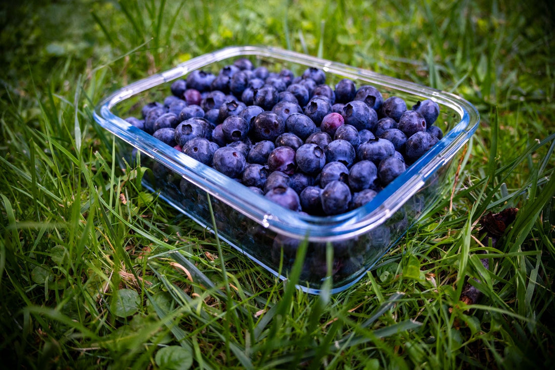 Fresh blueberries in a glass container resting on lush green grass.